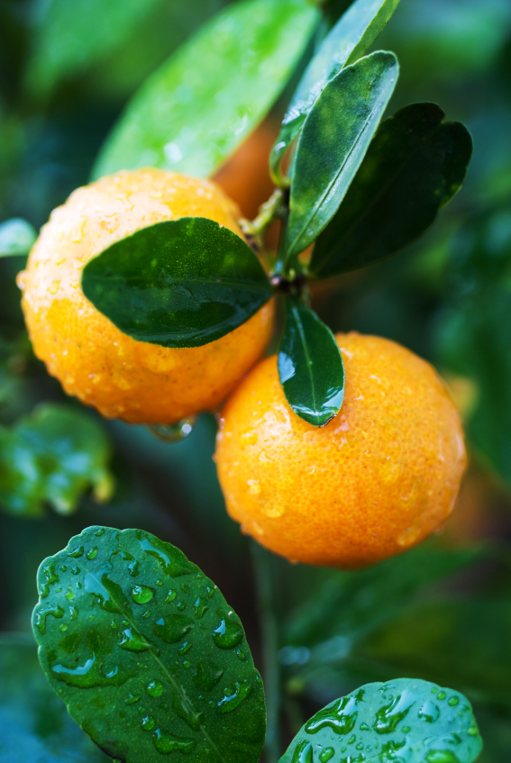 Kumquat pflanzen