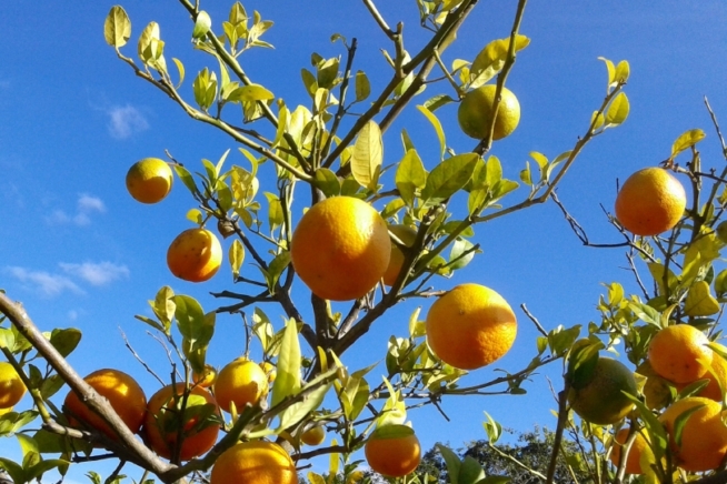 Kumquat verliert Blätter