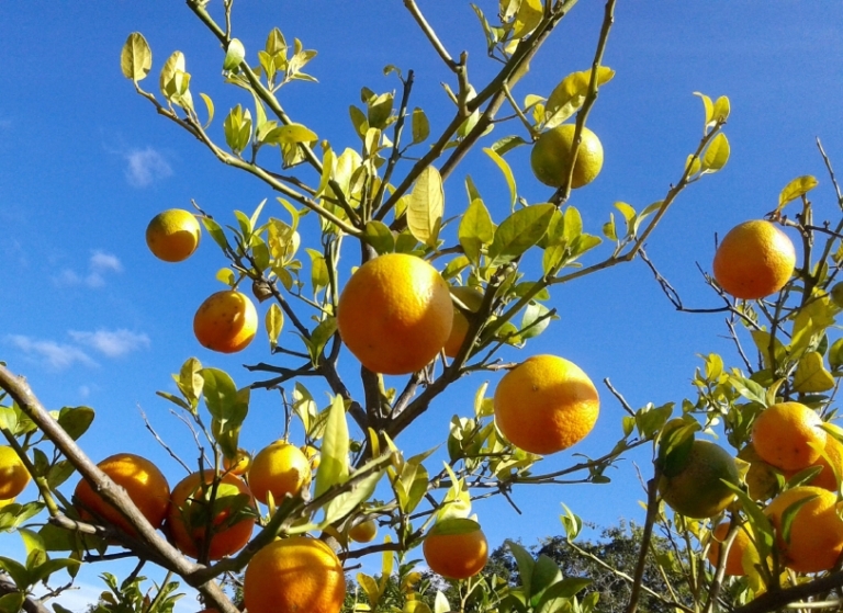 Kumquat verliert Blätter » Ursachen & Hilfe