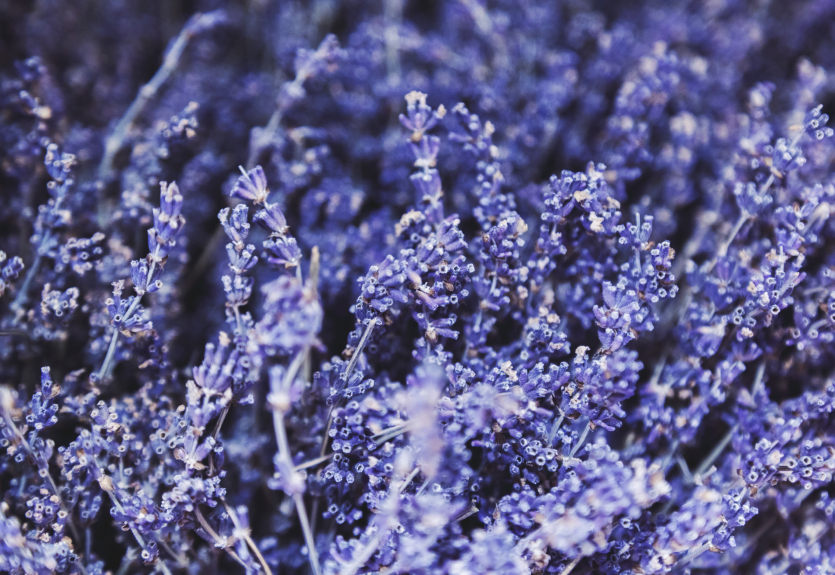 Lavendel hängt