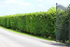 Leyland Zypressen pflanzen Abstand