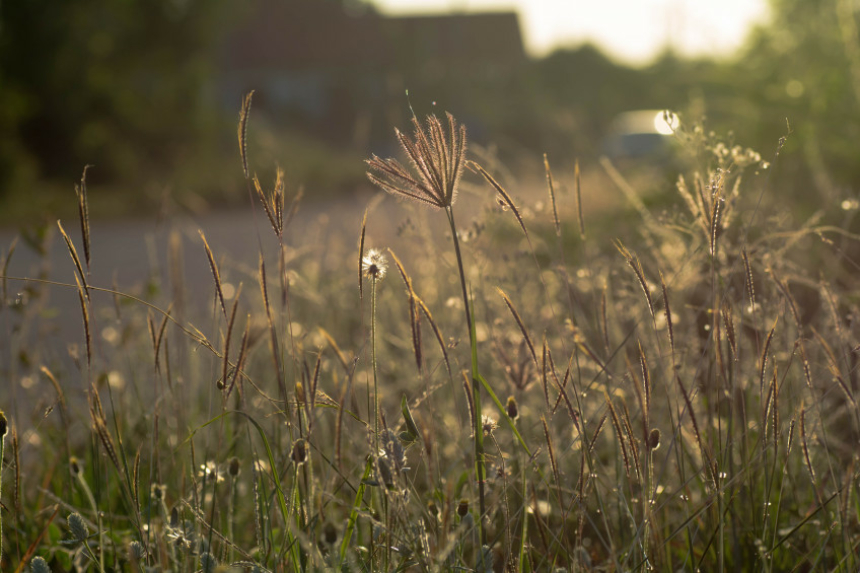 Blumenwiese ohne Umgraben » So geht's!