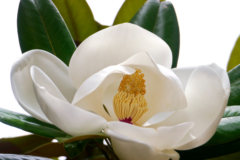 Magnolia grandiflora Pflege