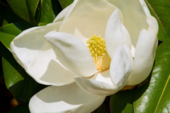 Magnolia grandiflora Sorten