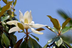 Magnolia grandiflora schneiden