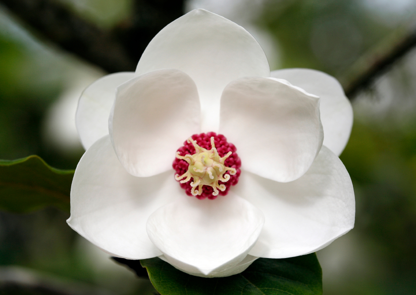 Bildergebnis für magnolie blüte