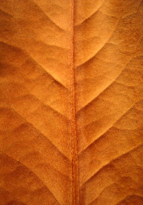 Magnolie braune Blätter