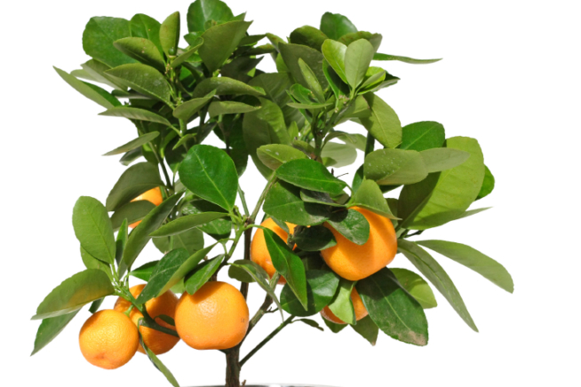 Mandarinenbaum pflanzen