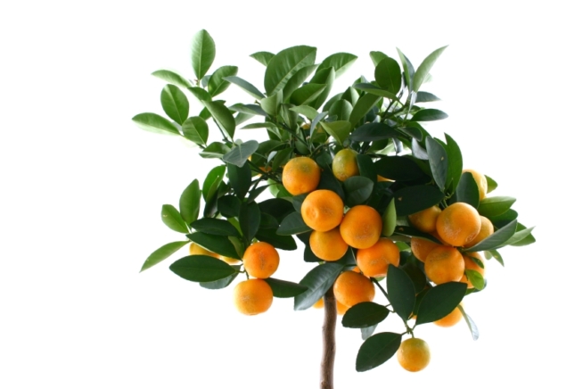 Mandarinenbaum züchten