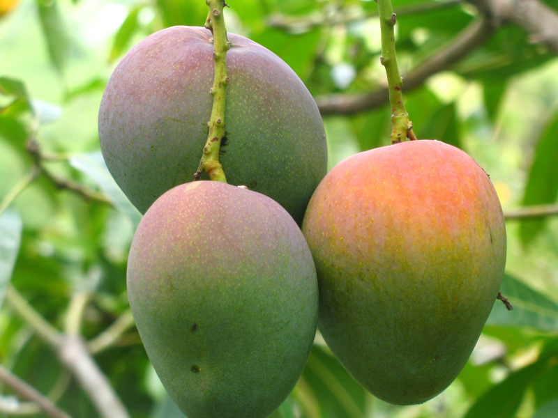 Mango Herkunft