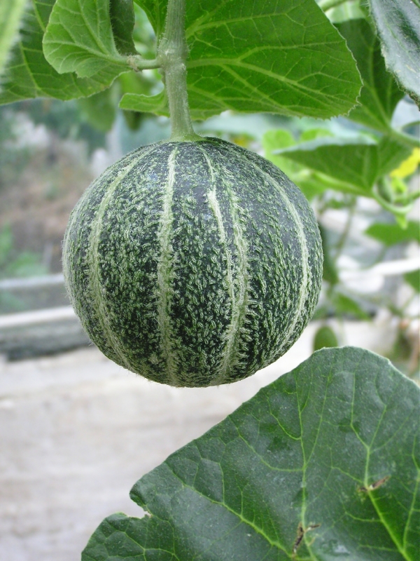 Melone Obst oder Gemüse