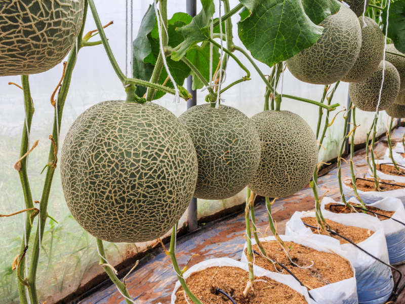 Melone im Gewächshaus ziehen » Die besten Sorten & Erntetipps
