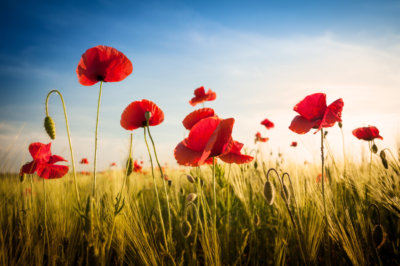 Mohn » Die Arten im Überblick