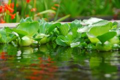 Wassersalat gegen Algen