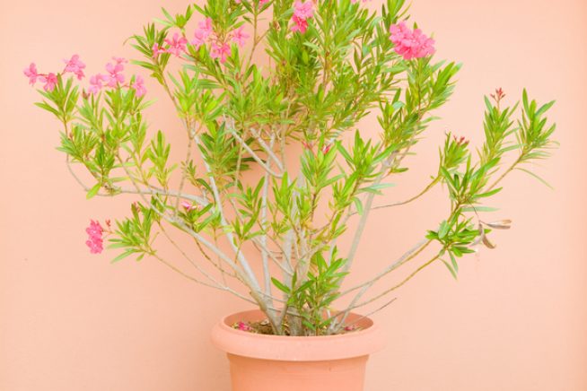 Oleander Topfpflanze