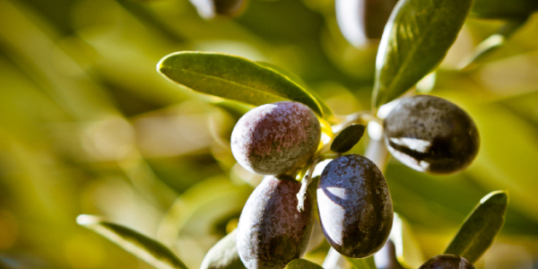 Oliven einfrieren