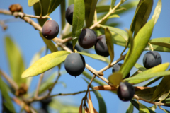 Oliven schwarz
