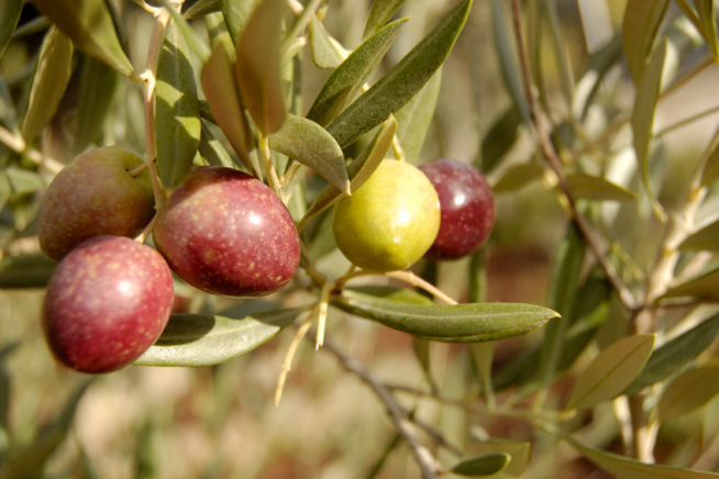 Olivenbaum Hojiblanca