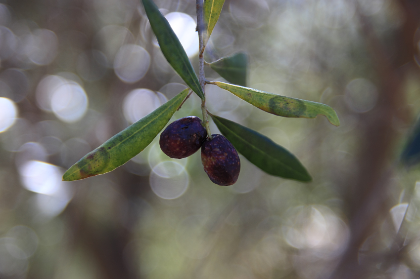 Olivenbaum Pilzbefall