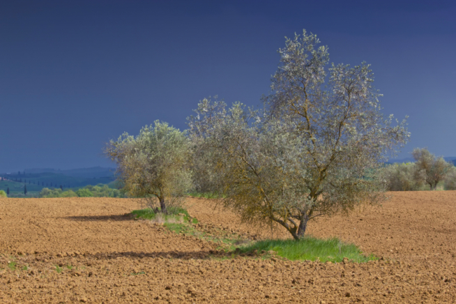 Olivenbaum Temperatur