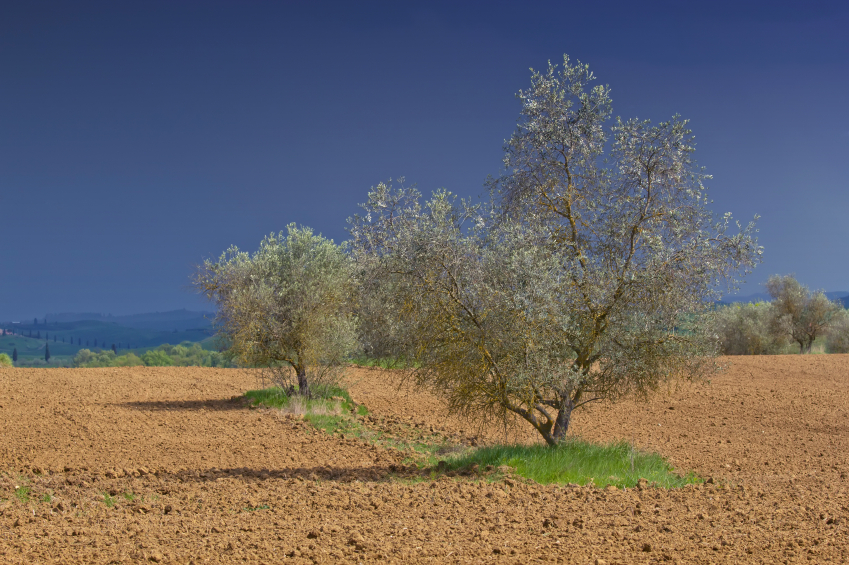 Olivenbaum Temperatur
