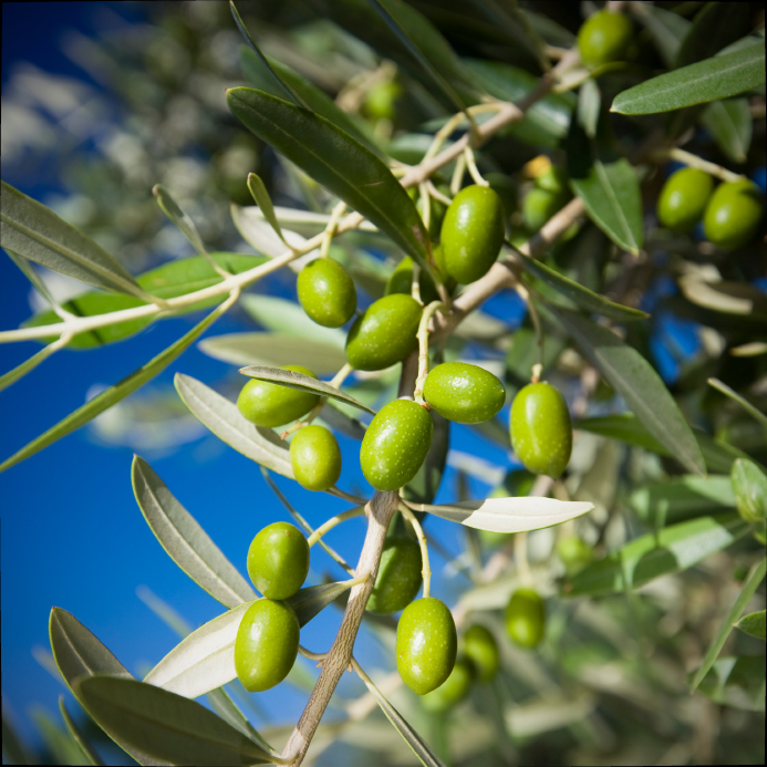 Olivenbaum düngen