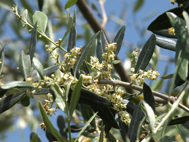 Olivenbaum züchten