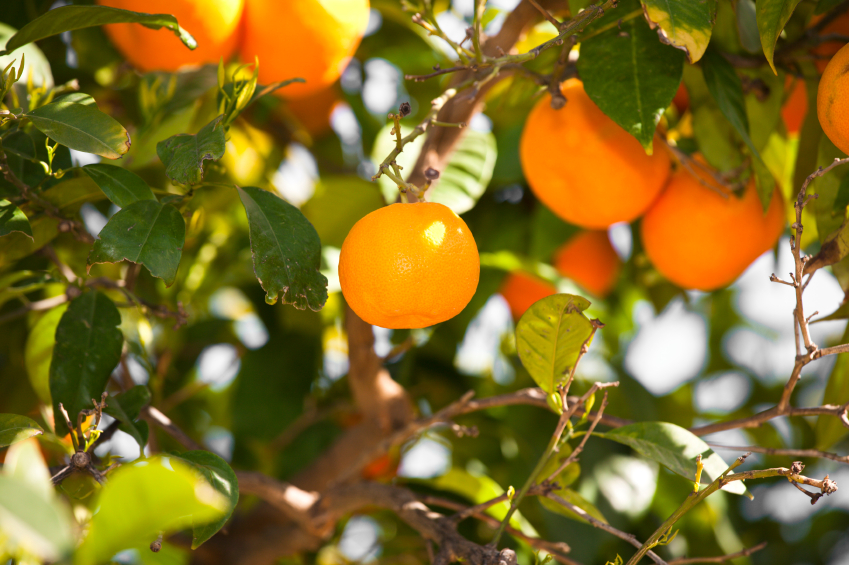 Orangenbaum Pflege