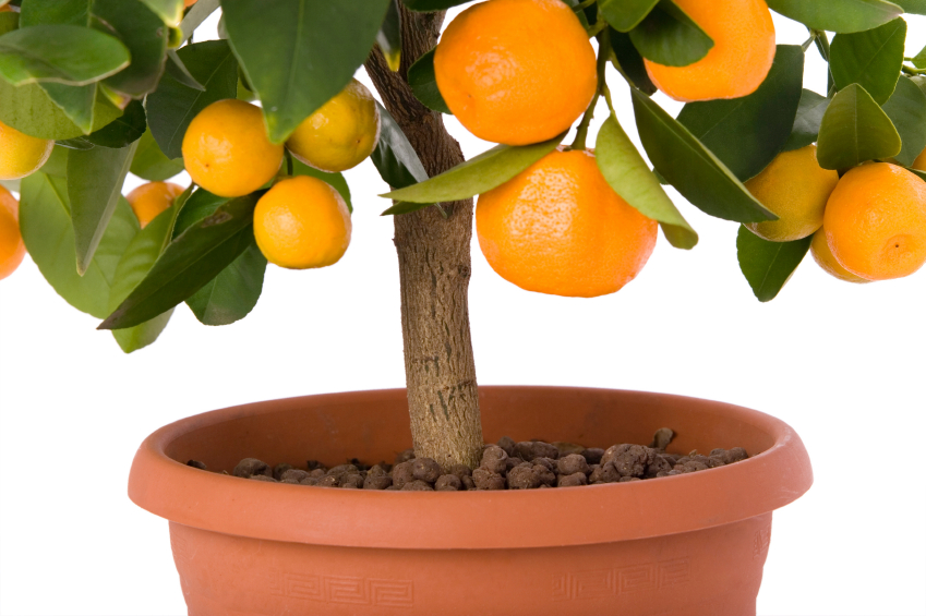 Orangenbaum Zimmerpflanze