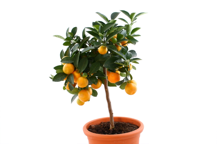 Orangenbaum pflanzen