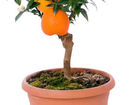 Orangenbaum umtopfen