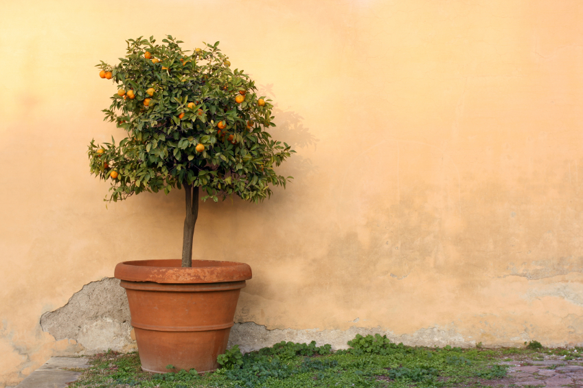 Orangenbaum ziehen