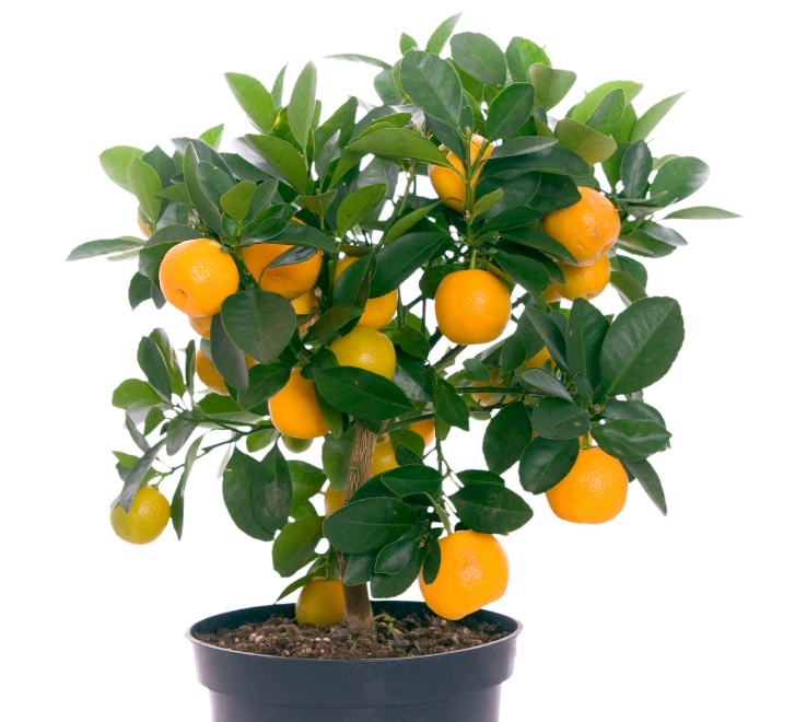 Orangenbaum überwintern