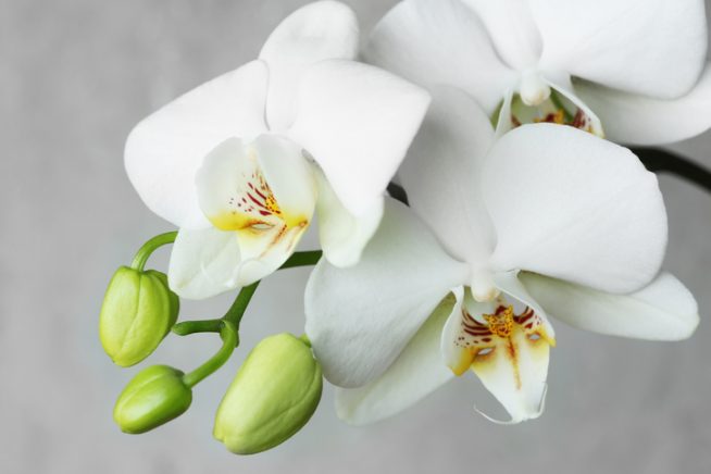 Orchideenpflege Blütezeit