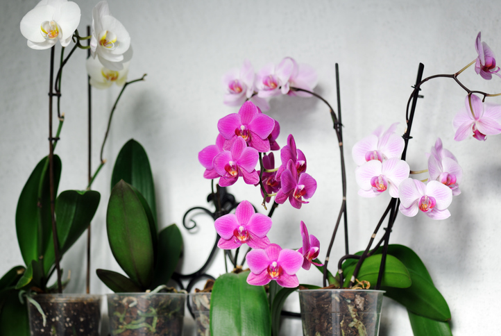 Orchideen Kulturtopf