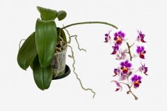 Orchidee Wurzeln