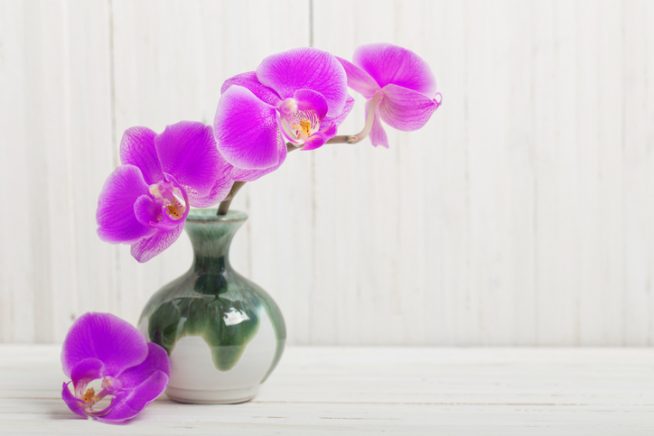 Orchidee Schnittblume