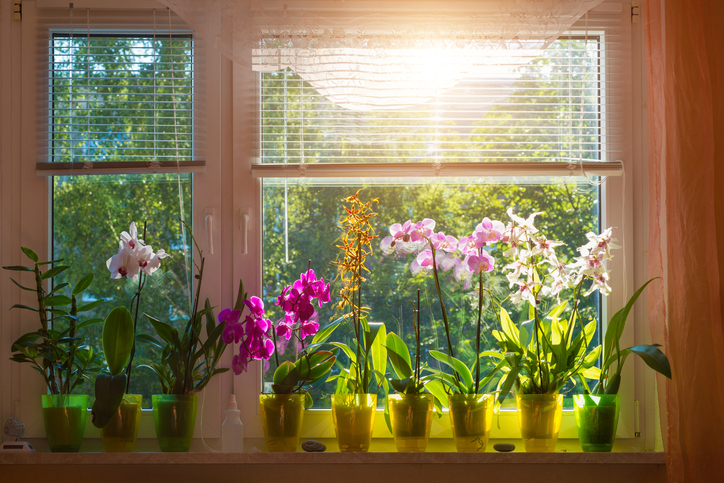 Orchidee in der Wohnung