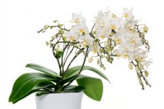 Orchidee Dünger