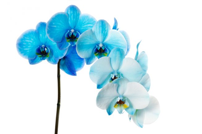 Orchidee blau färben
