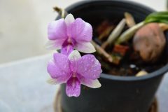 Orchidee keine Blätter