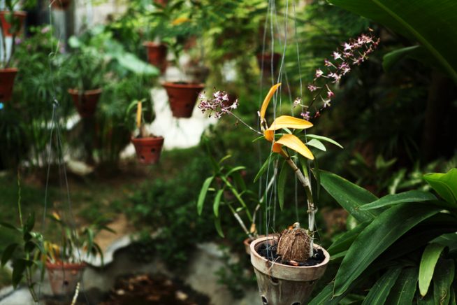 Orchidee wirft Blätter