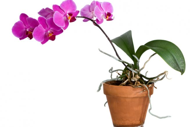 Orchidee viele Wurzeln