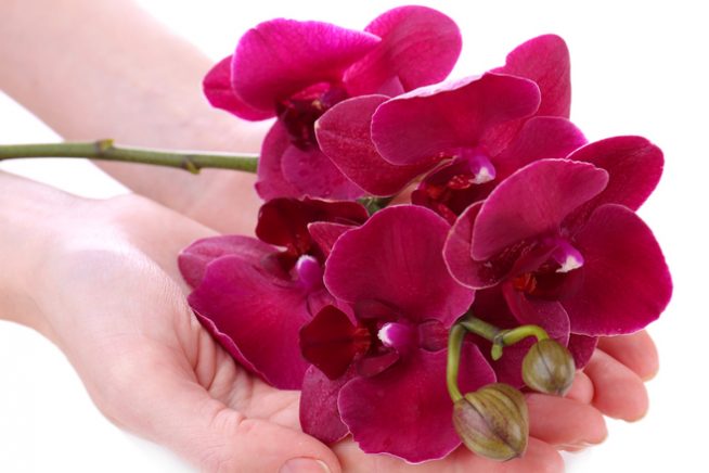Orchideen Blumensprache