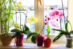 Orchideen Sonne
