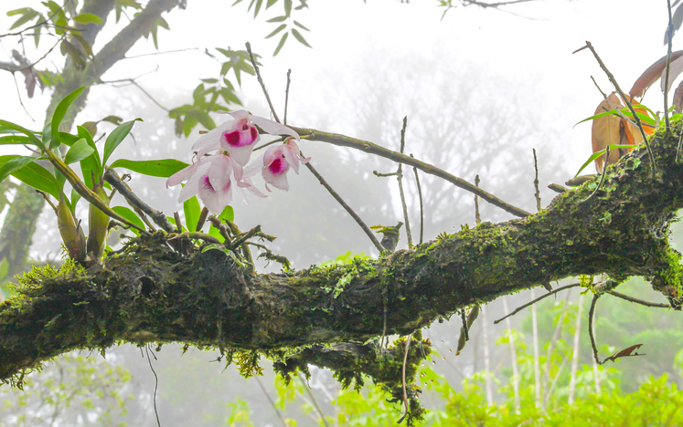 Orchideen Tropen