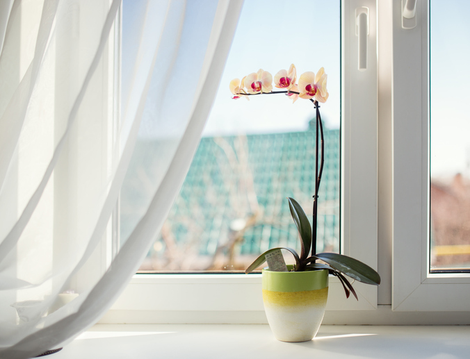 Orchidee Fenster