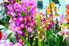 Orchideen Merkmale