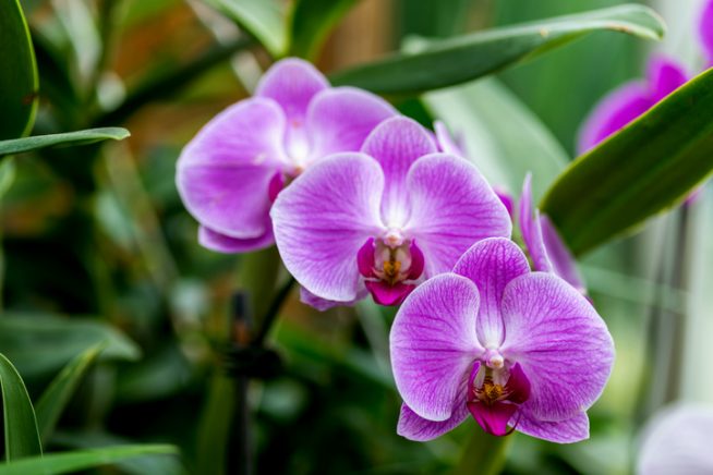 Orchideen für Beginner