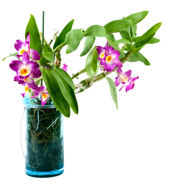 Orchideen in der Vase